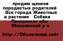 продам щенков породистых родителей - Все города Животные и растения » Собаки   . Пензенская обл.,Мокшанский р-н